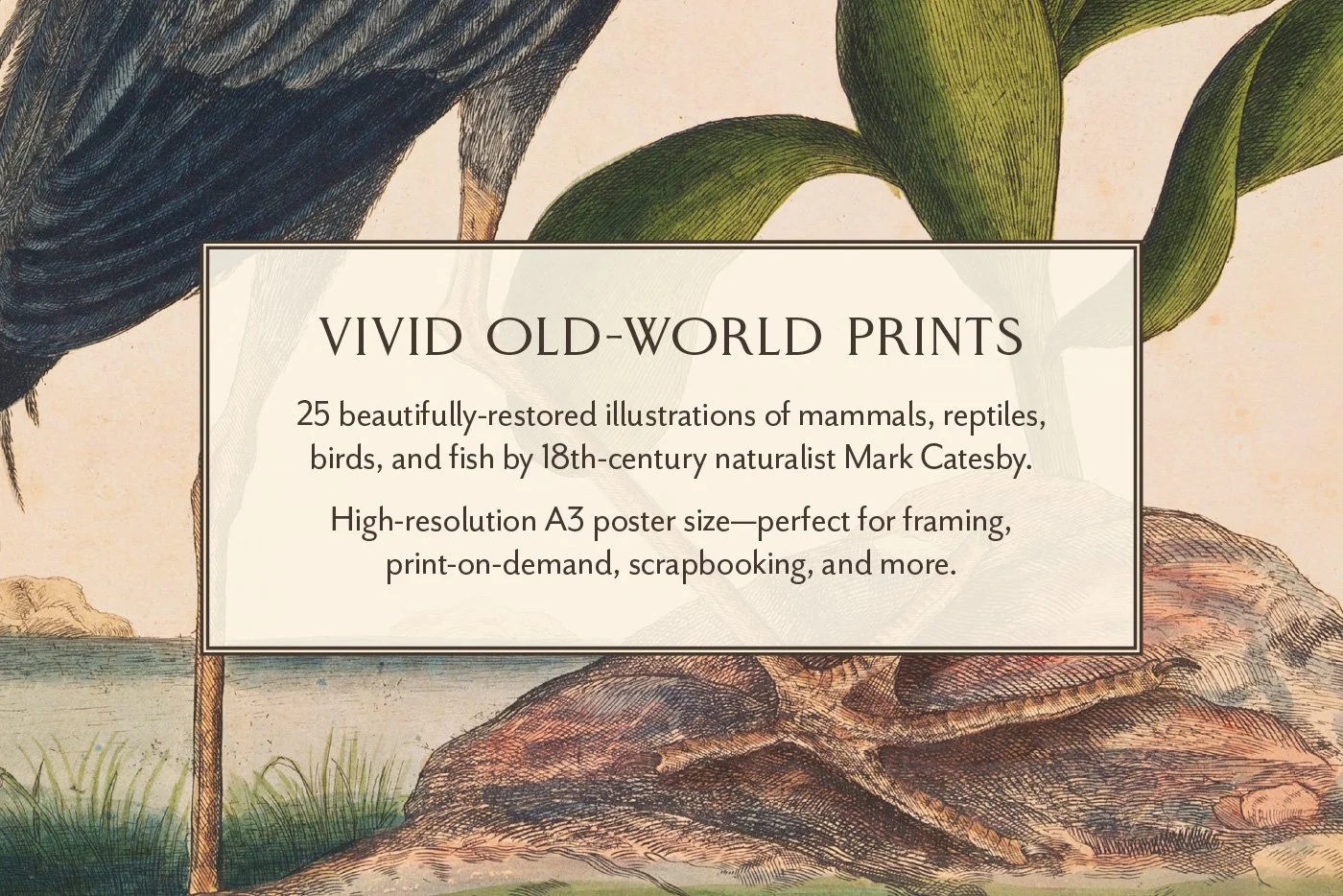 25 Vintage Mammal Prints — The Object Atlas